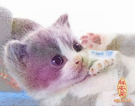 梦见猫下崽