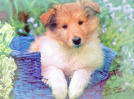 梦见狗进家里