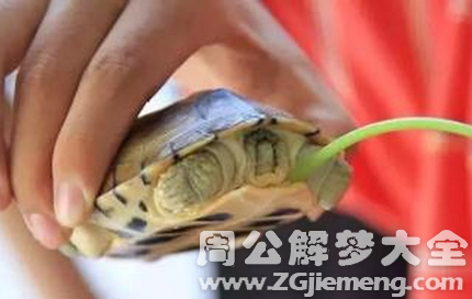 梦见抓乌龟.png